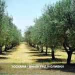 Toscana – Grape and olives V1.3 FS22 2