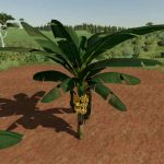 banana tree v1.0 fs22 3