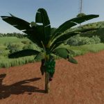 banana tree v1.0 fs22 4