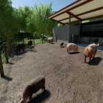 enhanced animal system v2.2.0.3 fs22 1