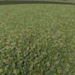 flowering cover crop prefab v1.0 fs22 3