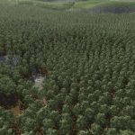 forest challenge v1.0 fs22 3