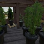 fs22 cannabis plants pack v1.0 fs22 2