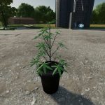 fs22 cannabis plants pack v1.0 fs22 4