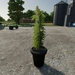 fs22 cannabis plants pack v1.0 fs22 6