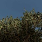 olive tree v1.0 fs22 5