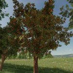 orchards fruits v1.0 fs22 3