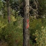 platinum preview tree marking sprays a signs v1.0 fs22 3