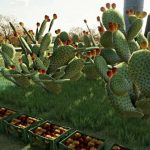 prickly pear cactus v1.0 fs22 3