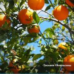 toscana oranges v2.4 fs22 5