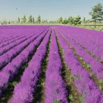 lavender in rows 28prefab 29 v1.0.0.1 fs22 3